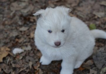 Auskie puppies