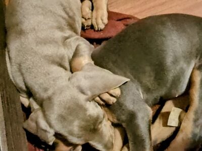 DOBERMAN PUPPIES, FAWN, BLACK