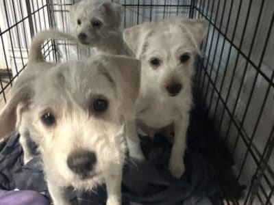 Puppies