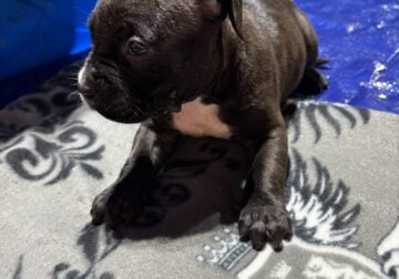 Female puppies