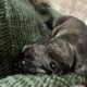 Daniff puppies