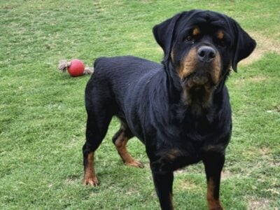 Rottweiler pups