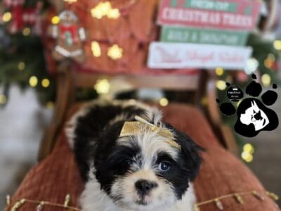 AKC Small Shih Tzu Puppies