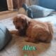 Purebred Golden Retriever Pups