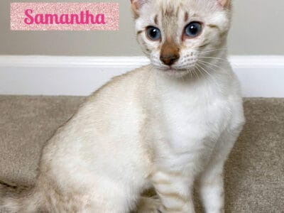 Seal Lynx Point Snow Female Bengal Kitten