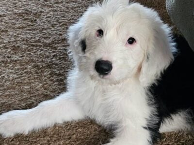 OES female 9 week puppy