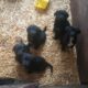 Border Collie Lab mixes