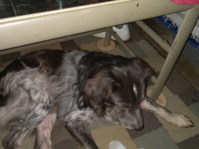 Border Collie for stud