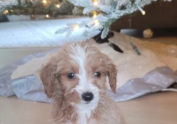Female Goldendoodle – Puppy 1