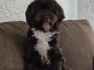 Female Portugese Water Dog 1 yr old fixed