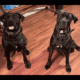 Cane corso puppies for sale
