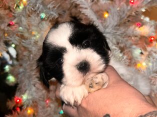 Shorkie Tzu puppy