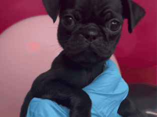 Frug puppies – Green female