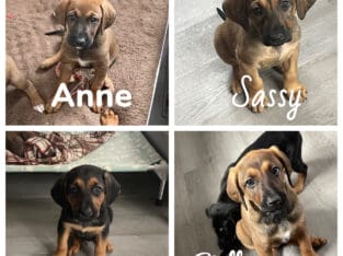 German Shephard Hound Puppies
