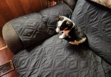 COWBOY CORGI