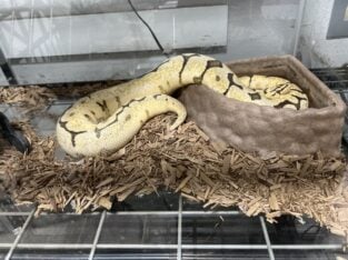 2 Ball Pythons home and lamp included