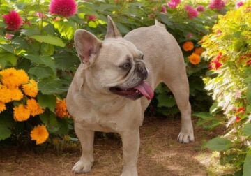 3YR OLD SPAYED FEMALE