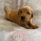 Purebred Golden Retriever Litter