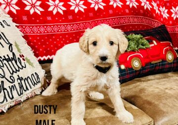 Pyredoodle Dusty