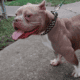 Female Pocket Bully for sale