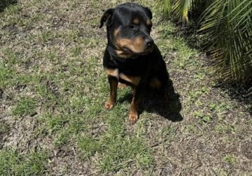 18 month old Rottweiler