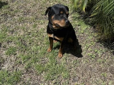 18 month old Rottweiler