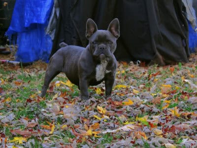 Exotic Frenchie