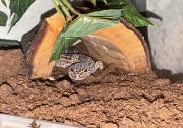 Leopard gecko female not sure how old no tank