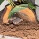 Leopard gecko female not sure how old no tank