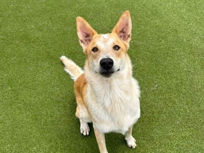 Red Heeler – 18 Months