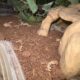 Leopard gecko female not sure how old no tank