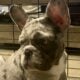 AKC French Bulldog Puppies