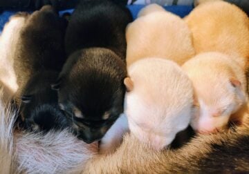 black and tan female