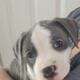 Staffordshire terrier puppies