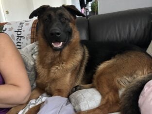 Female German Shepherd 1 year-olds
