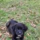 Pyrador Puppies 4 SALE!!