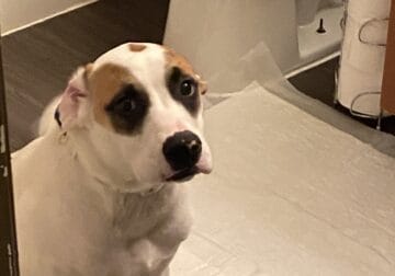 7 month old retriever/mixed needs a loving home