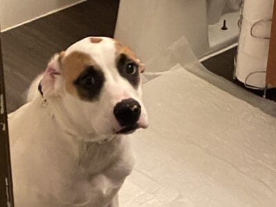 7 month old retriever/mixed needs a loving home