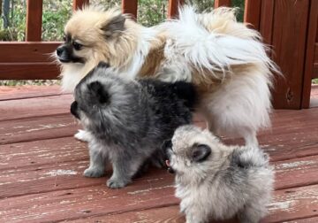 Beautiful Small Pomeranian