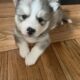 Puppy for sale