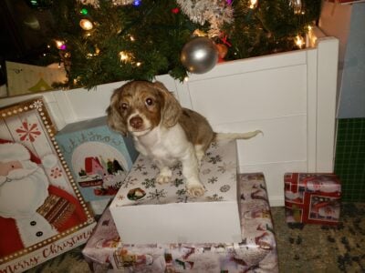Miniature long hair dachshund puppies