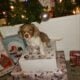 Miniature long hair dachshund puppies