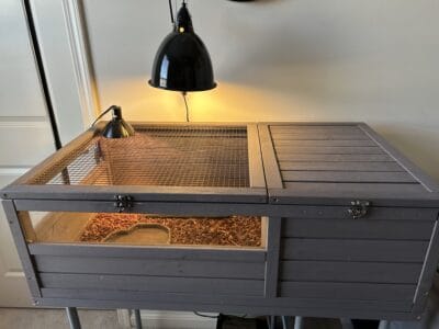 Hermann’s Tortoise for Sale