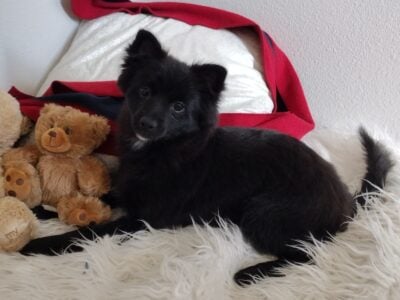 Purebred Pomeranian Female in Tacoma, WA