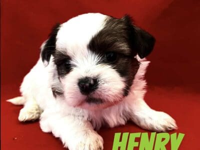 Shorkie Puppies