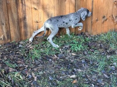 Great Dane Puppies for sale