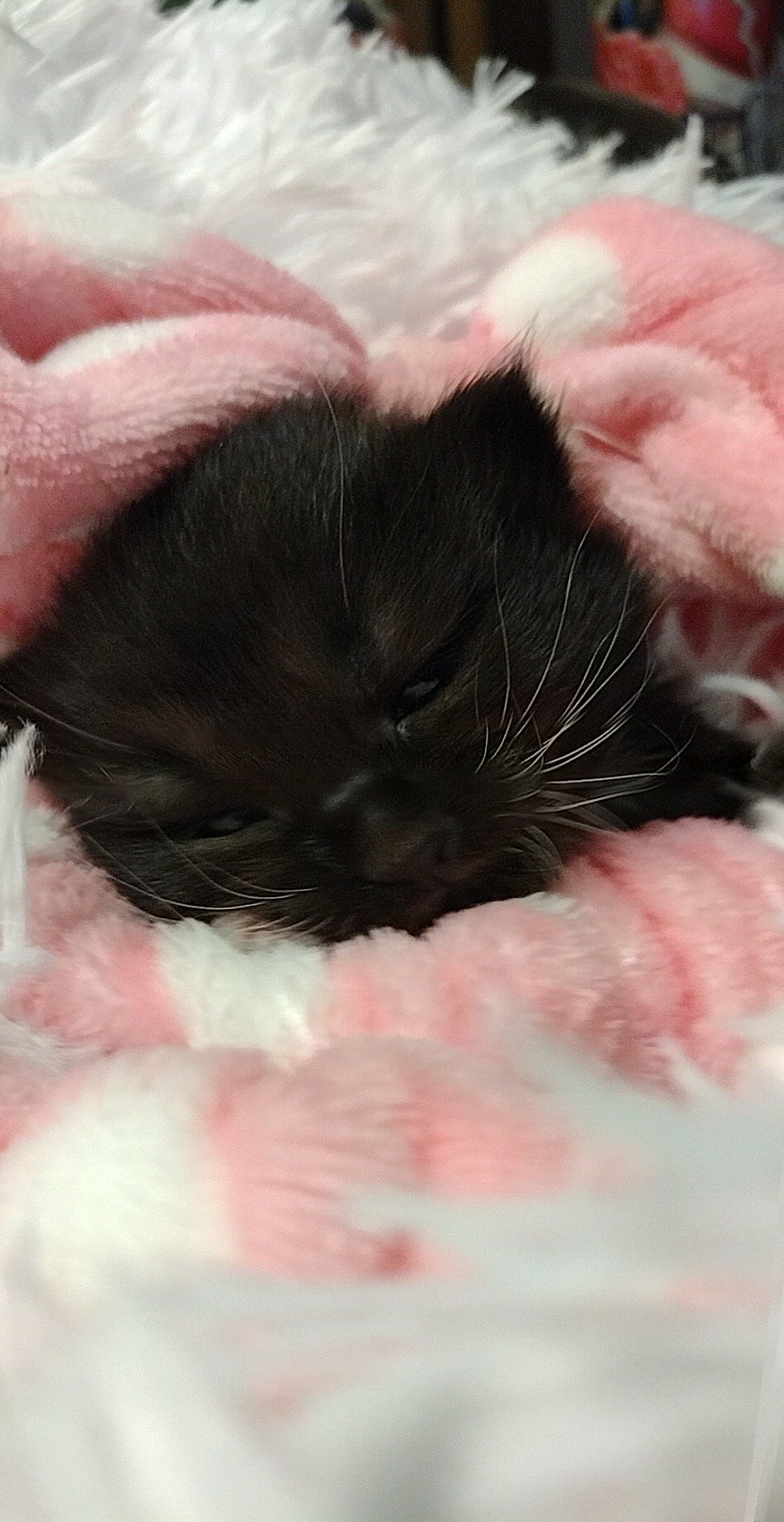 Kittens Ragapurs ️ Mixes Maine Coons 