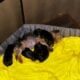 Yorkie