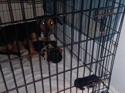 Puppies for sale
