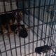 Puppies for sale